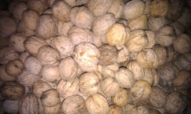 Nueces de la tierra