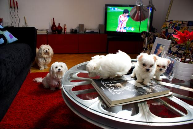 Perritos de bichon maltes