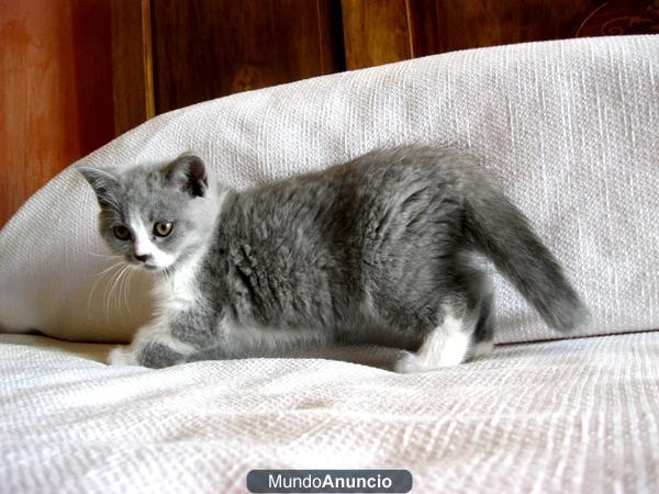 British shorthair