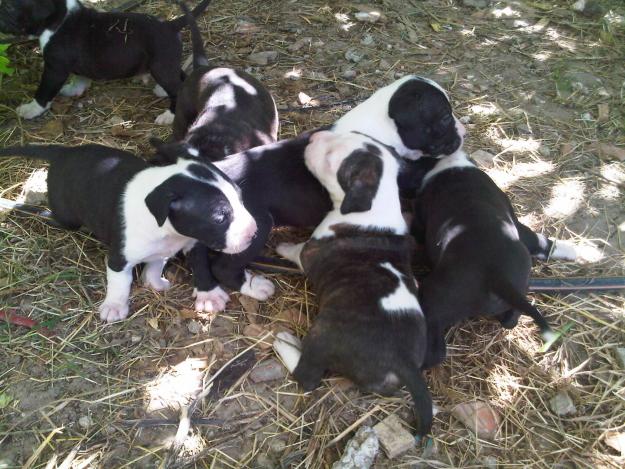 cachorros de pitbull con bullterrier