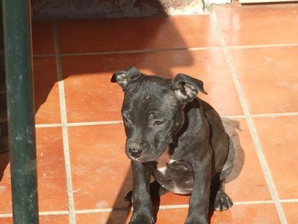 Camada de Staffordshire Bull Terrier