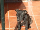 Camada de Staffordshire Bull Terrier - mejor precio | unprecio.es