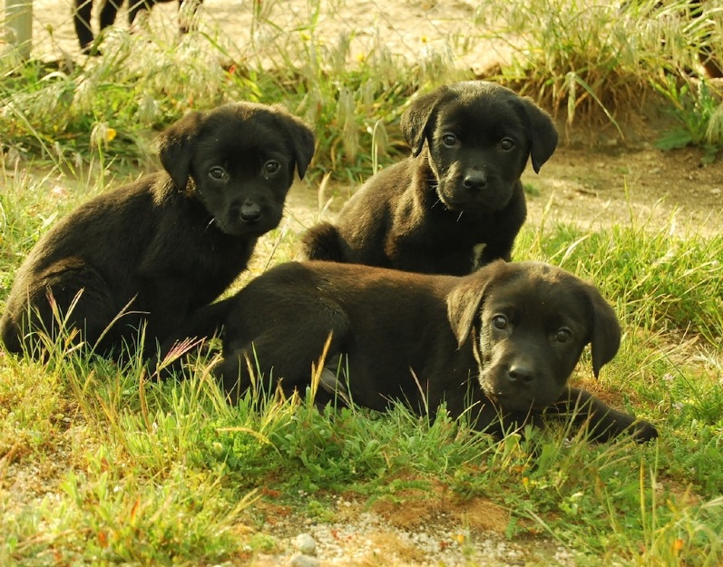 Labrador Retriever , de color negro y canela , inscritos en Loe