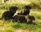 Labrador Retriever , de color negro y canela , inscritos en Loe - mejor precio | unprecio.es