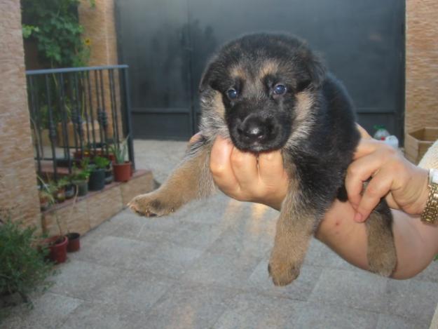 Pastores alemanes,cachorros,impresionantes,buena calidad.