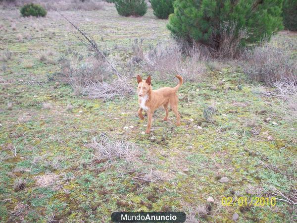 Podenco andaluz