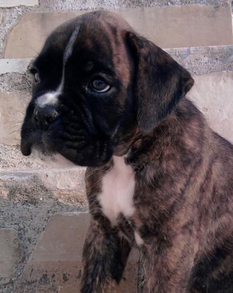 Preciosos cachorros de Boxer