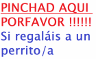 QUEREMOS OFRECER UN HOGAR A UN PERRITO - mejor precio | unprecio.es