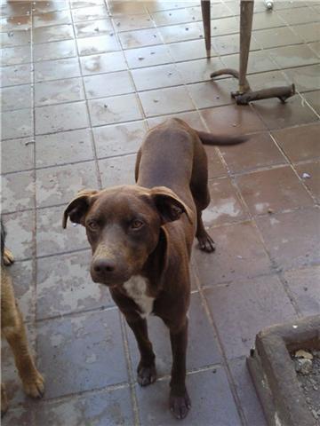 toby y sus 6 hijos a la calle,acogida o adopcion