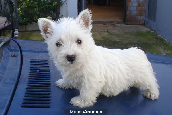 westy en venta