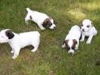 Busco jack Russel macho para monta