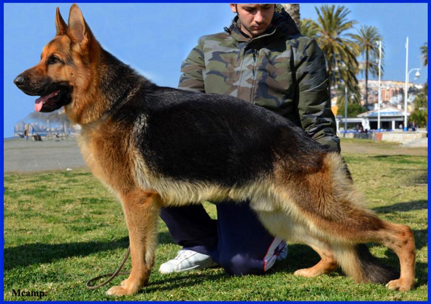 Cachorros Primer Nivel de Pastores Alemanes.