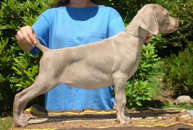 CACHORROS WEIMARANER / BRACO DE WEIMAR