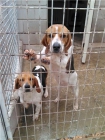 perros q sacrifican el 29-4 urgente adopcion - mejor precio | unprecio.es