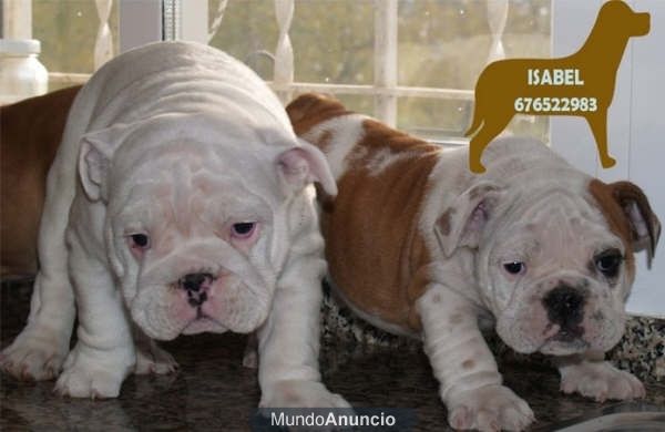 Regalate lo mejor,cachorros de Bulldog Ingles