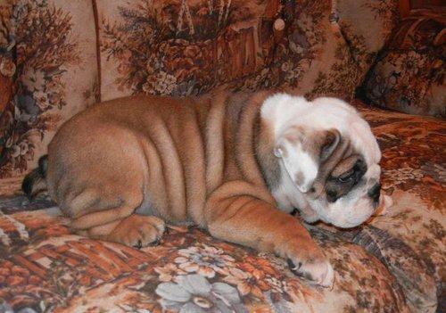 San Valentín es algo de que hablar, tiene una mascota linda para él o ella ahora