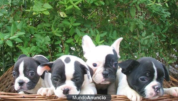 BULLDOG FRANCES VAQUITAS DE 3 MESES, 230