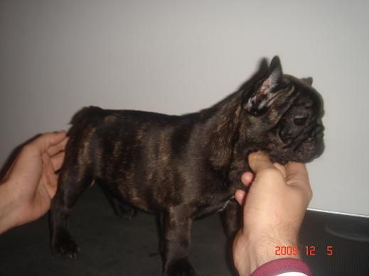 cachorra bulldog frances con excelente pedigree a muy buen precio lista para entregar