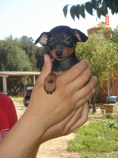 Cachorros de pinscher miniatura