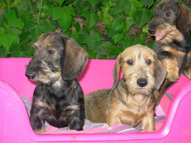 Cachorros teckel mini pelo duro