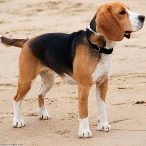 Excelente camada de beagles