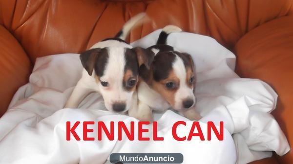 Excelentes cachorros de Jack Russell