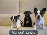 Gratis Camada de Cachorros Bulldogs Frances