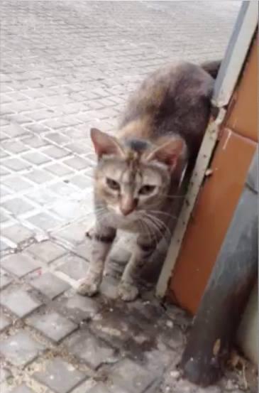 LUCCA, un gato cuya vida transcurre entre los coches.Merece un hogar