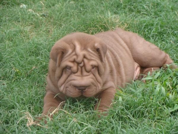 SHAR PEIS AUTENTICOS