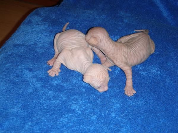 Vendo gatito SPHYNX