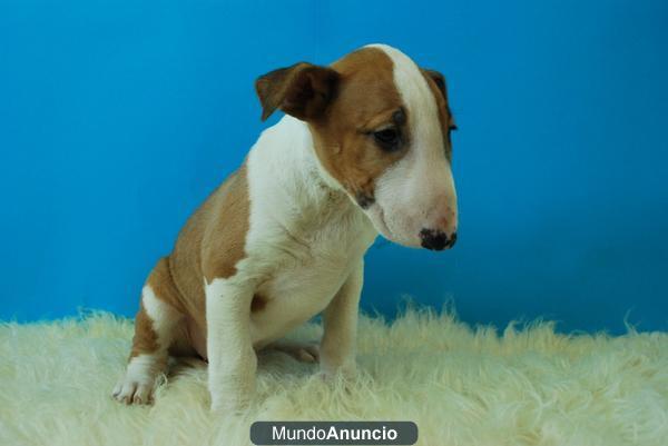 BULL TERRIER, CACHORROS DOS MESES