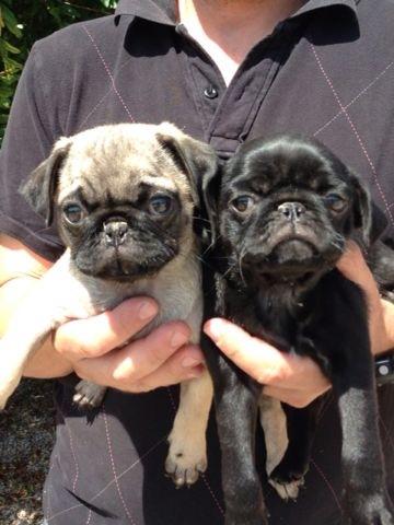 Cachorros carlino negro