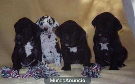 Gran daneses Alemán - Cachorros para su casa.