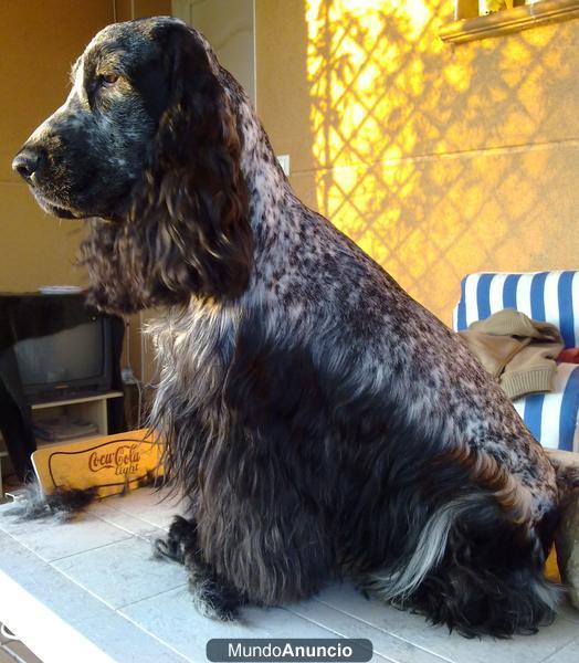 Macho Cocker Spaniel con PEDIGREE - Excelentes resultados