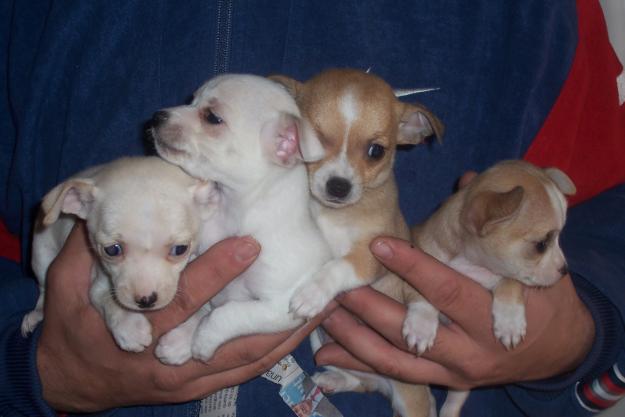 Preciosos cachorritos de chihuahua toy