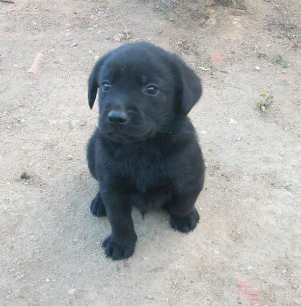 último cachorro de labrador pedigree de 6 semanas.