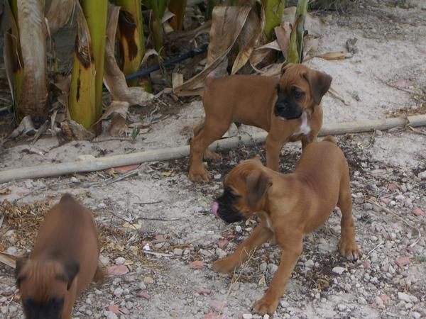 VENDO BOXER CON PEDIGREE