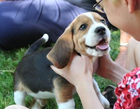 vendo cachorro beagle tricolor padres importados de españa