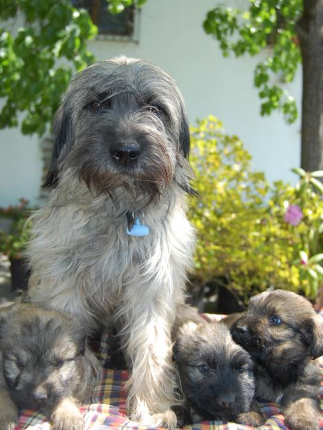 Gosd´Atura Català cachorro macho