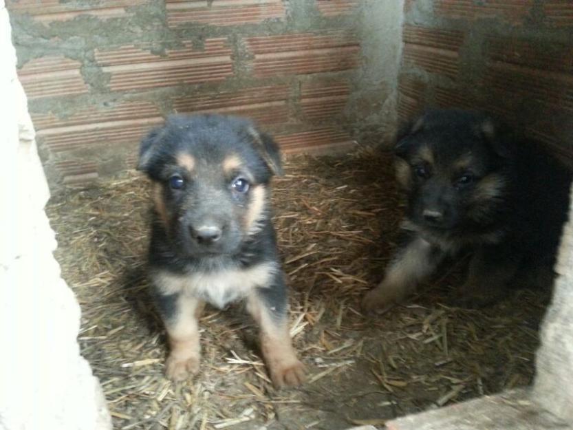 Preciosos cachorros de Pastor Alemán en Lleida.