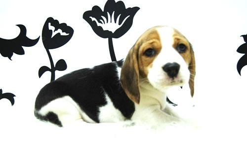 Beagle  - - Machos y Hembras con 2 Meses - - con Pedigre