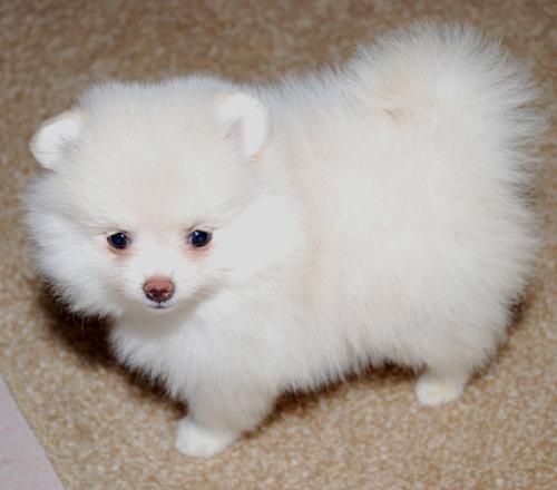 Blanco Pomeranians cachorros para hogares reales