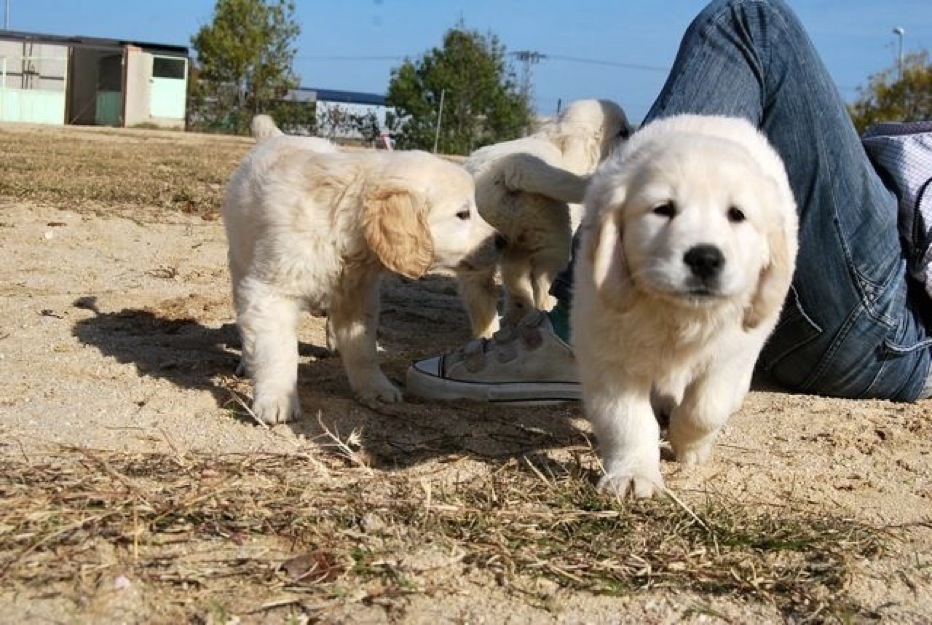 Cachorros Golden Retriever_excelente calidad