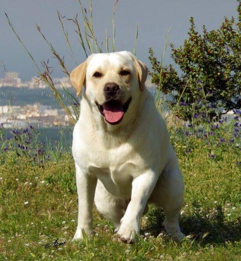 Camada de Labrador Retriever