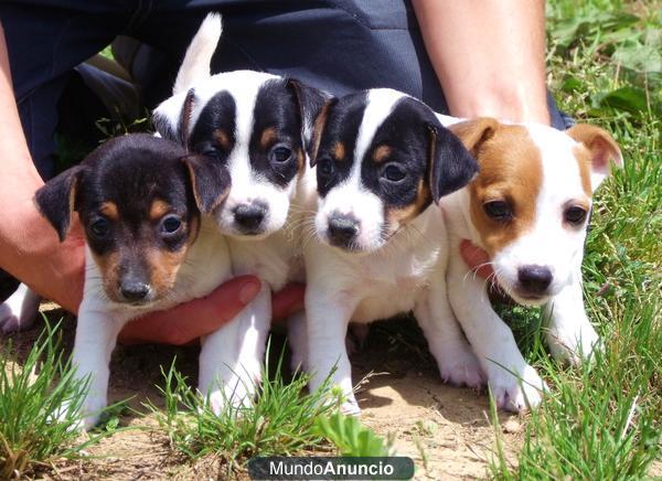 JACK RUSSELL 250€