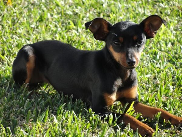 PINSCHER MINIATURA HEMBRA