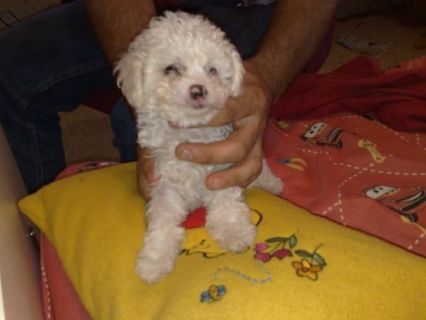 ultimaa oportunidad hembra caniche toys blanca