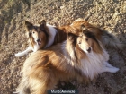 vendo cachorros rough collie - mejor precio | unprecio.es