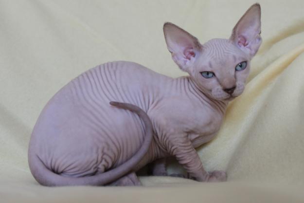 vendo sphynx