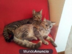 Doy en adopción a Dos gatas hermosas - mejor precio | unprecio.es